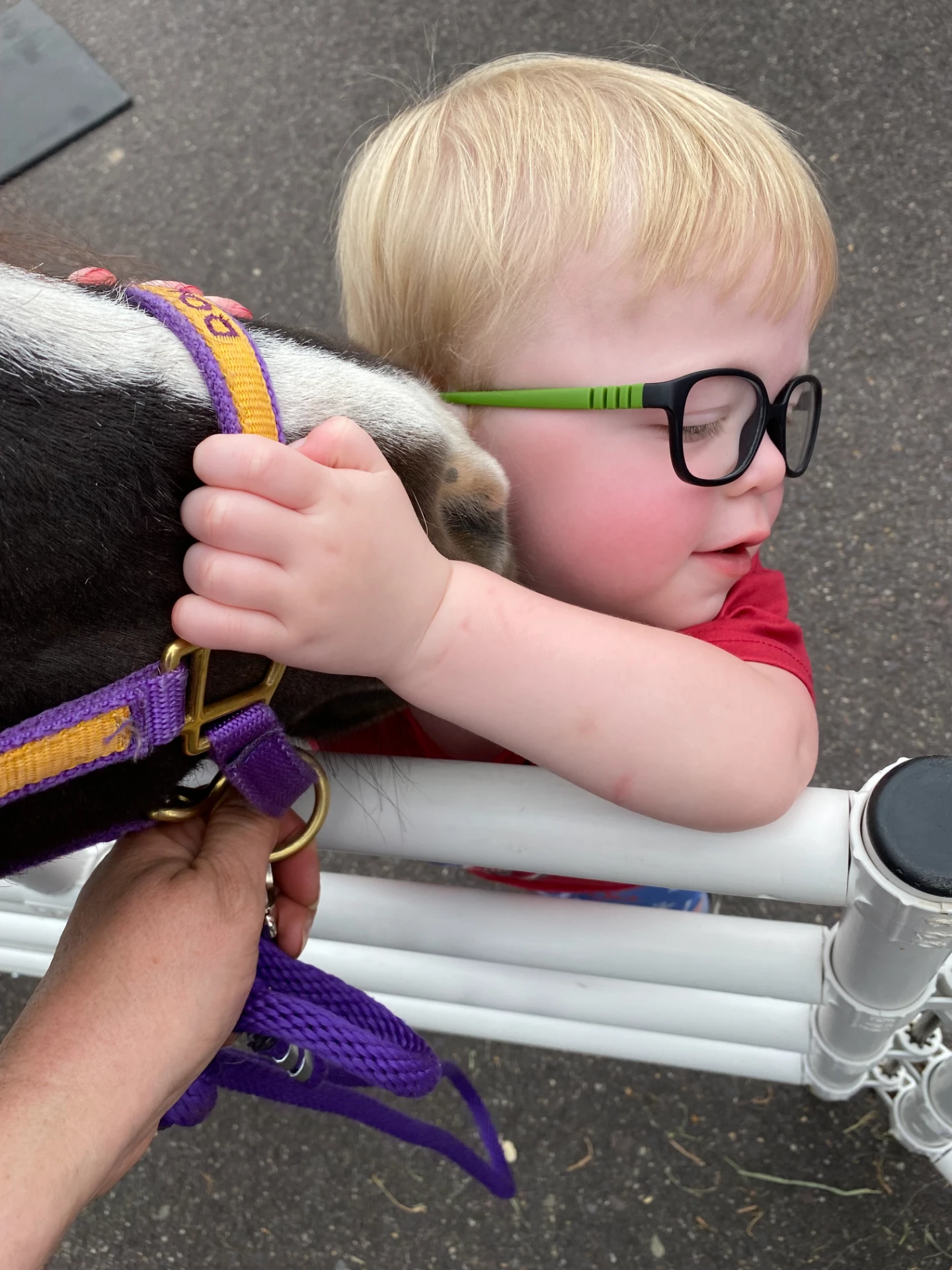 Miniature horse in action 0