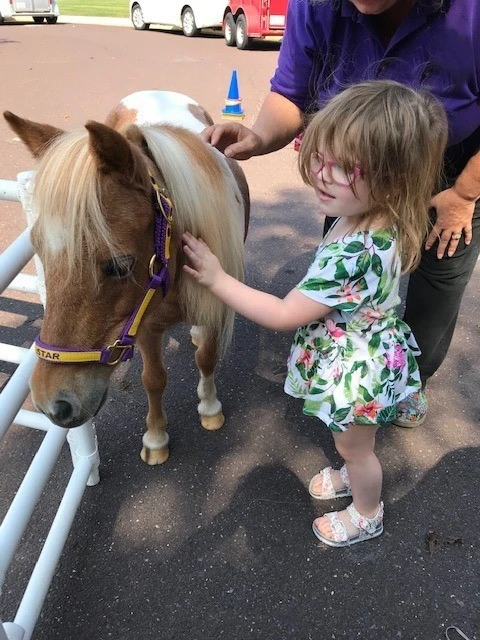 Miniature horse in action 1