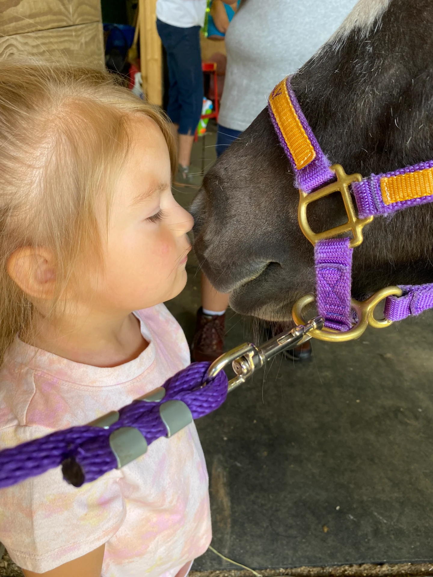 Miniature horse in action 3