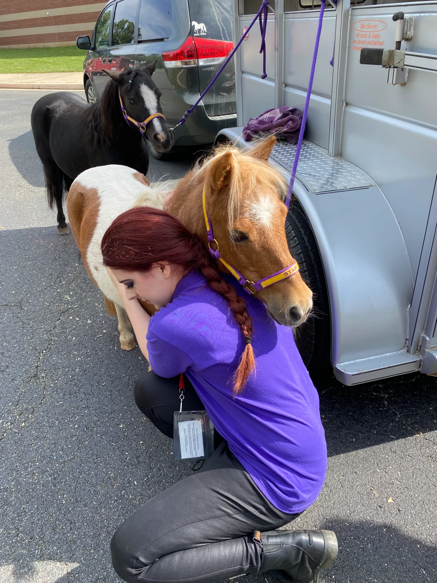 Miniature horse in action 5