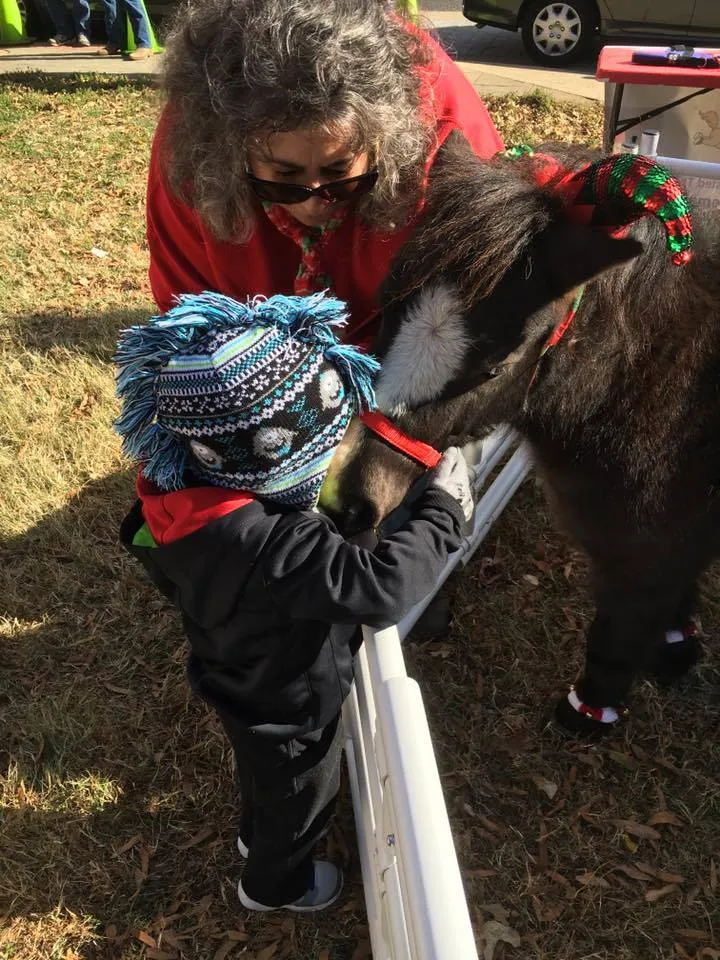 Miniature horse in action 6