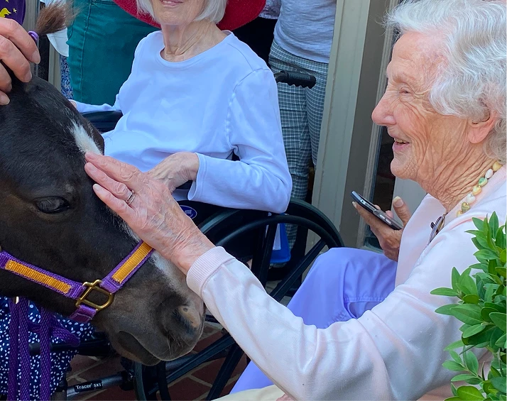 Mini horse at nursing home