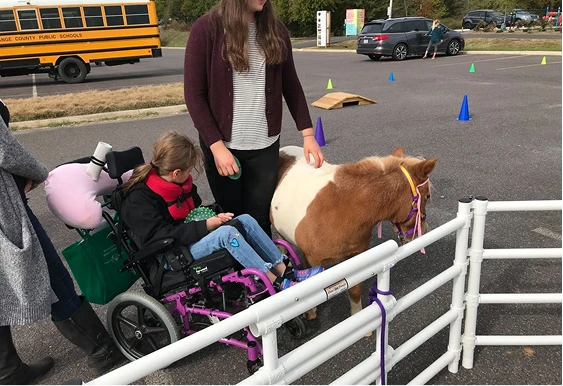 Mini horses at a community event