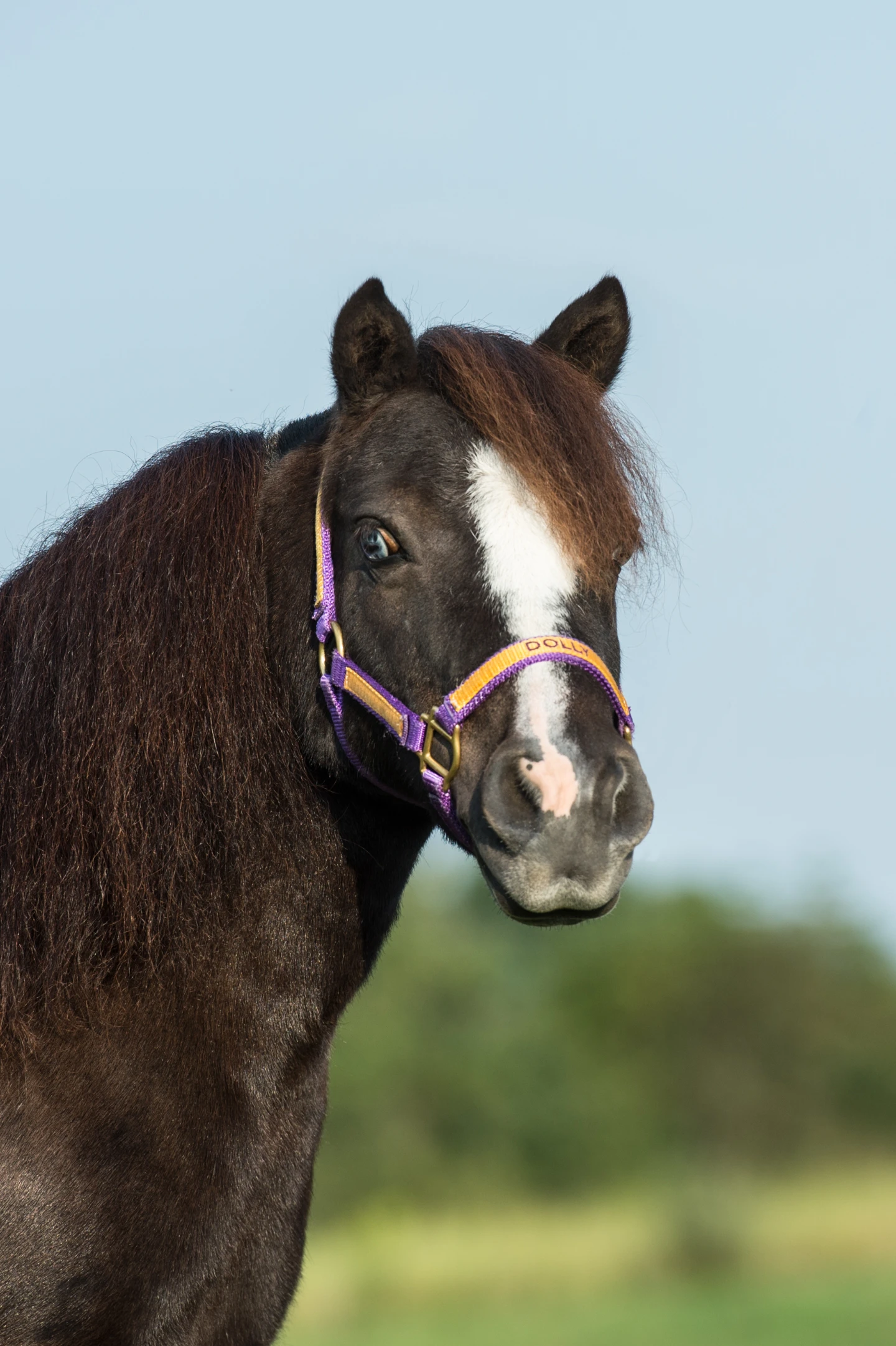 Mini horse - Dolly 1