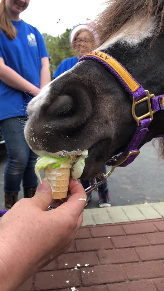 Mini horse - Dolly 12