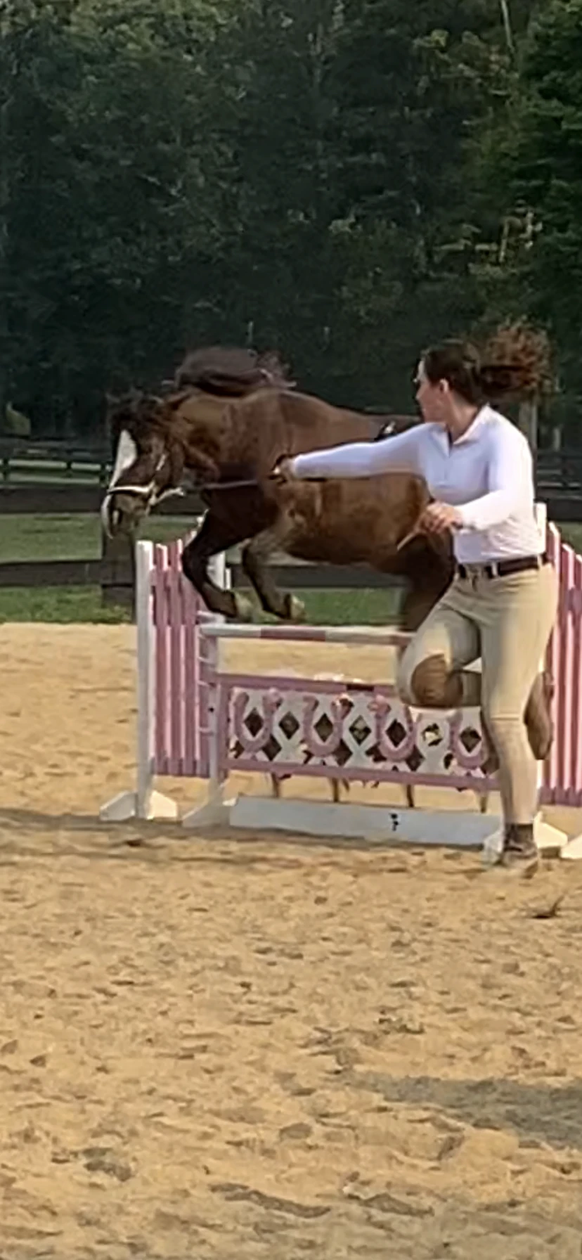 Mini horse - Dolly 2