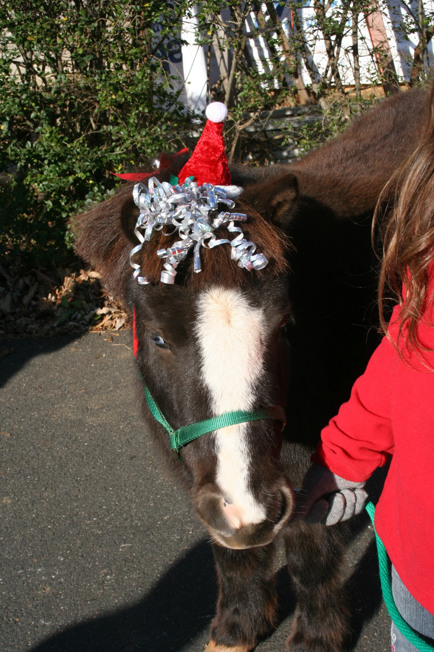 Mini horse - Dolly 9