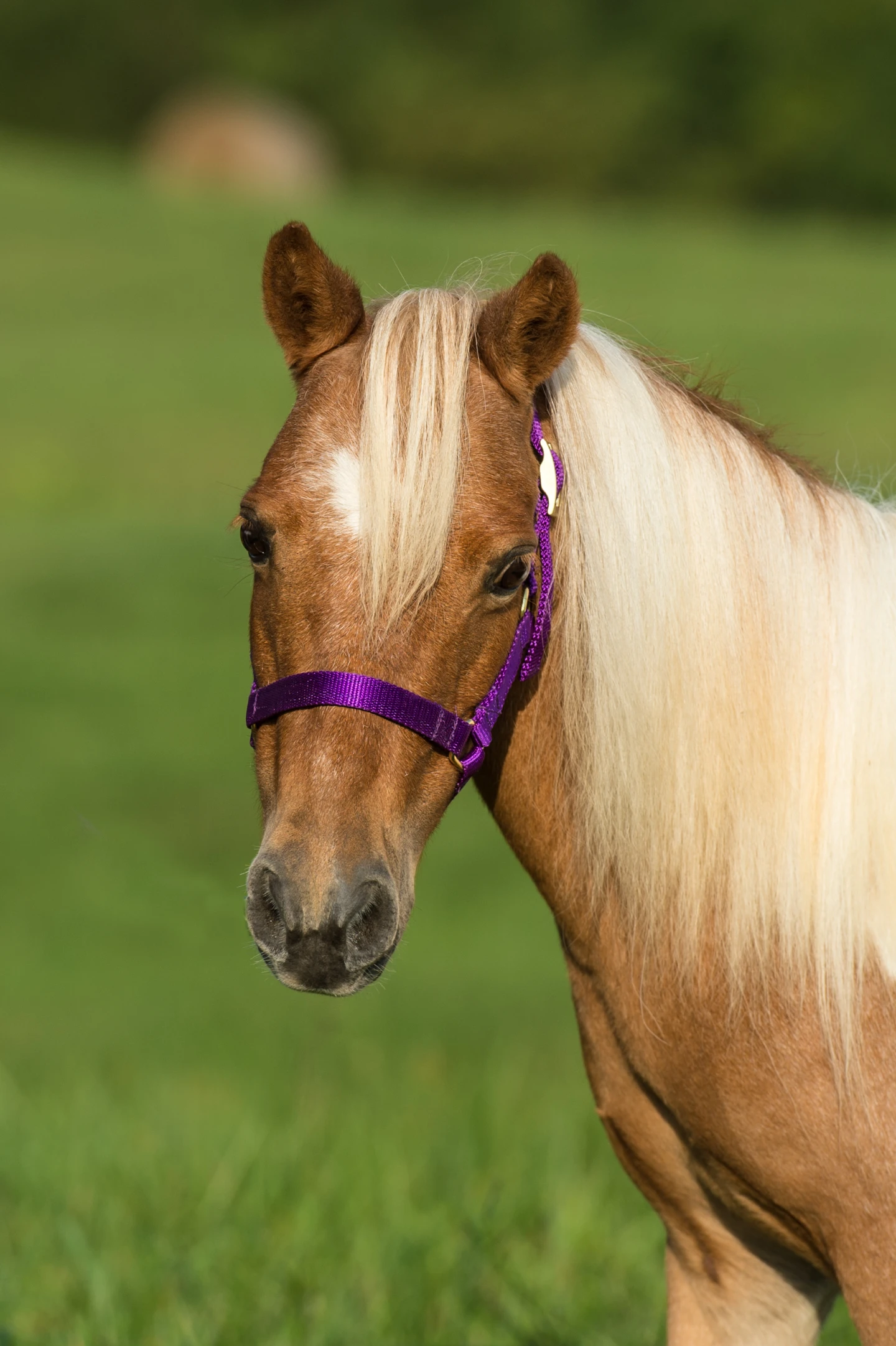Mini horse - Star 1