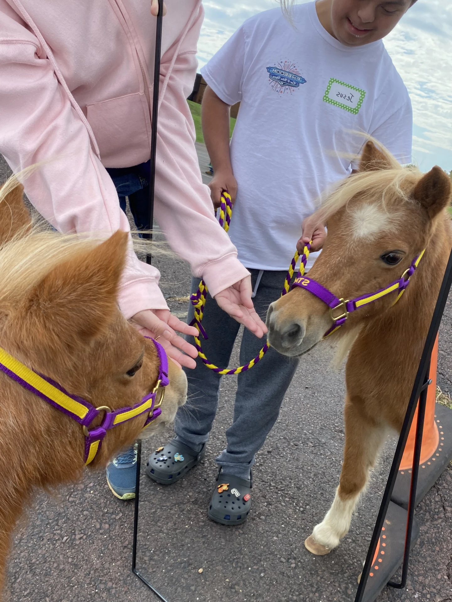 Mini horse - Star 10