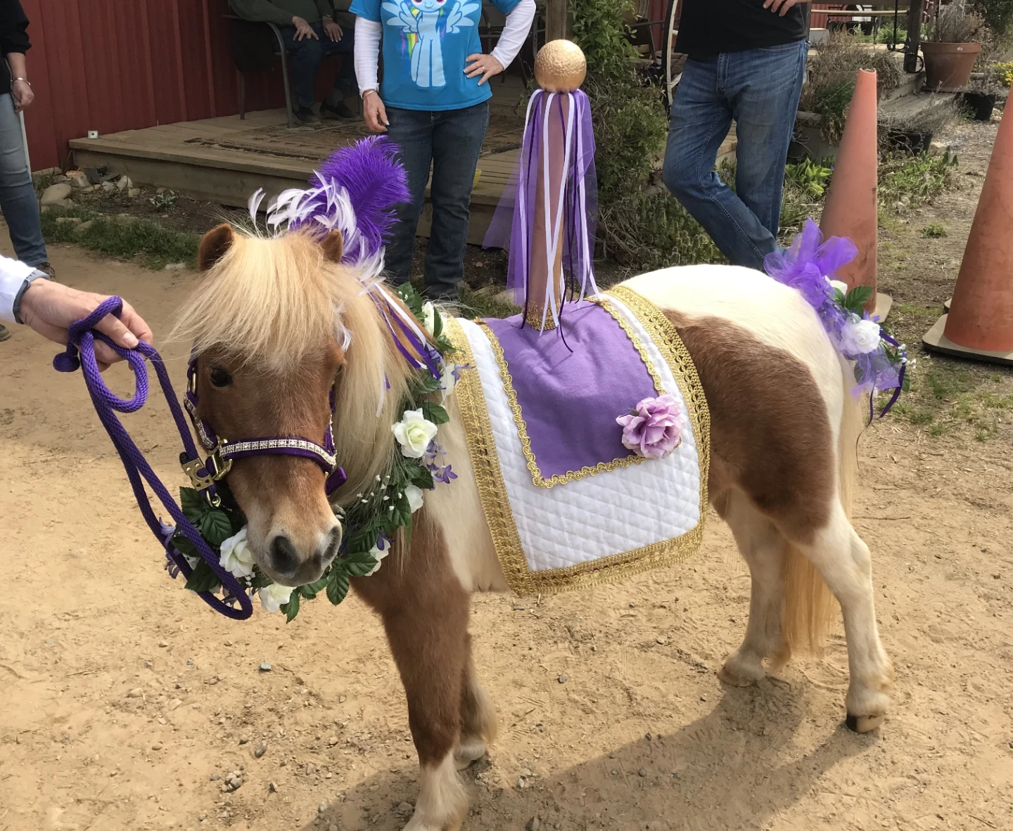 Mini horse - Star 11